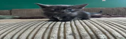 Mixed Breed cats for sale: Maincoon cross Siamese in Ilkeston - Advert 9