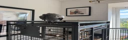Parrots birds for sale: African gray hatched 20th April 2005 in Stockport - Advert 5