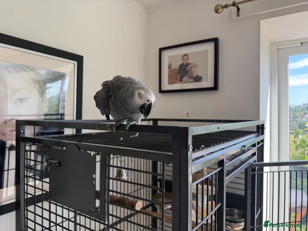 Parrots birds for sale: African gray hatched 20th April 2005 in Stockport - Advert 5