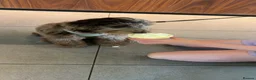 Cockapoo dogs for sale: Male F1 cockapoo  - Advert 3