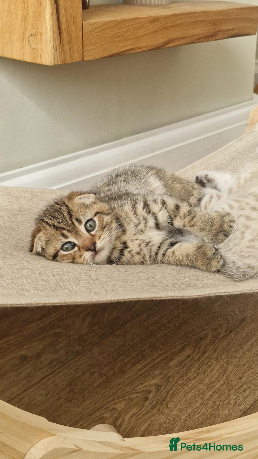 Scottish Fold cats 🐾Cute🐱 Scottish fold and Scottish straight🐱🐾 - Advert 2