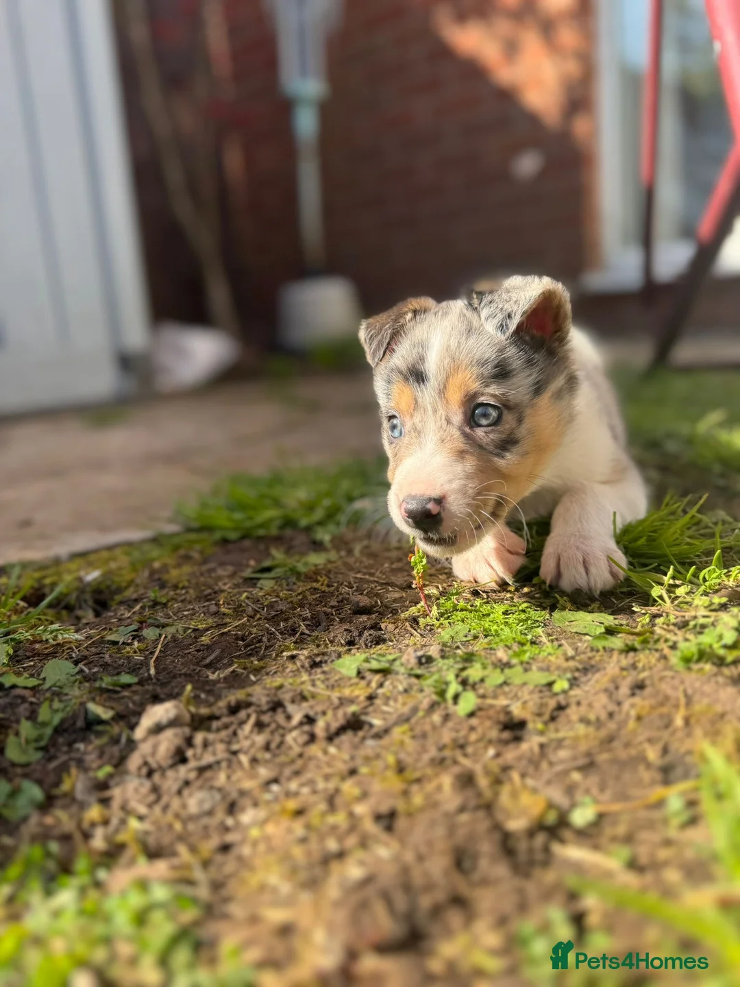 Border Collie dogs for sale: Border collie  - Advert 2