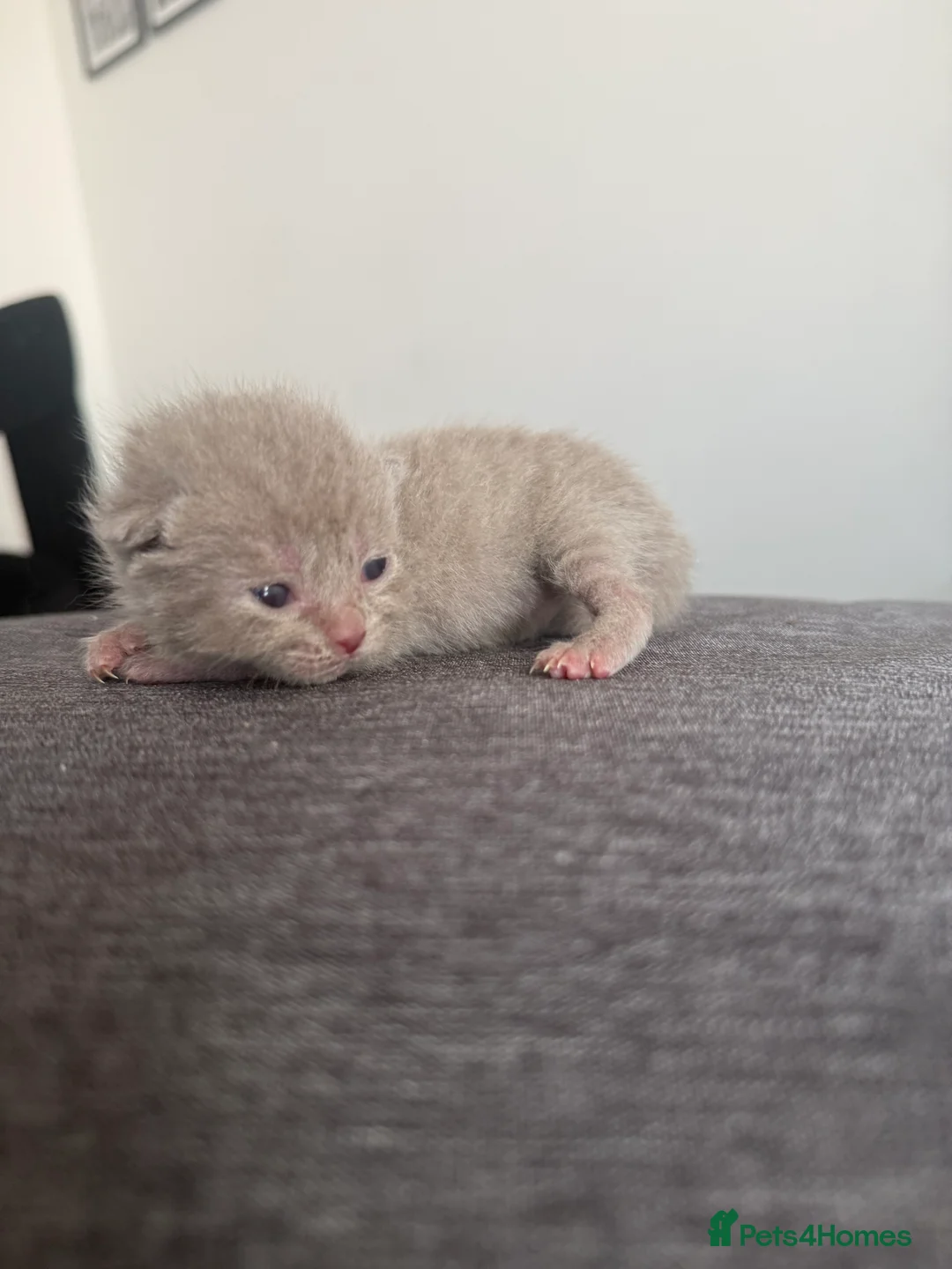 British Shorthair cats for sale: British shorthair  - Advert 1