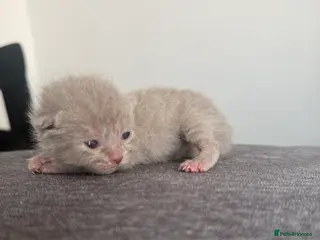 British Shorthair cats British shorthair - Advert 1