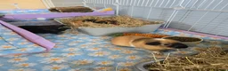 Guinea Pig rodents for sale: X3 guinea pigs complete set up - Advert 8
