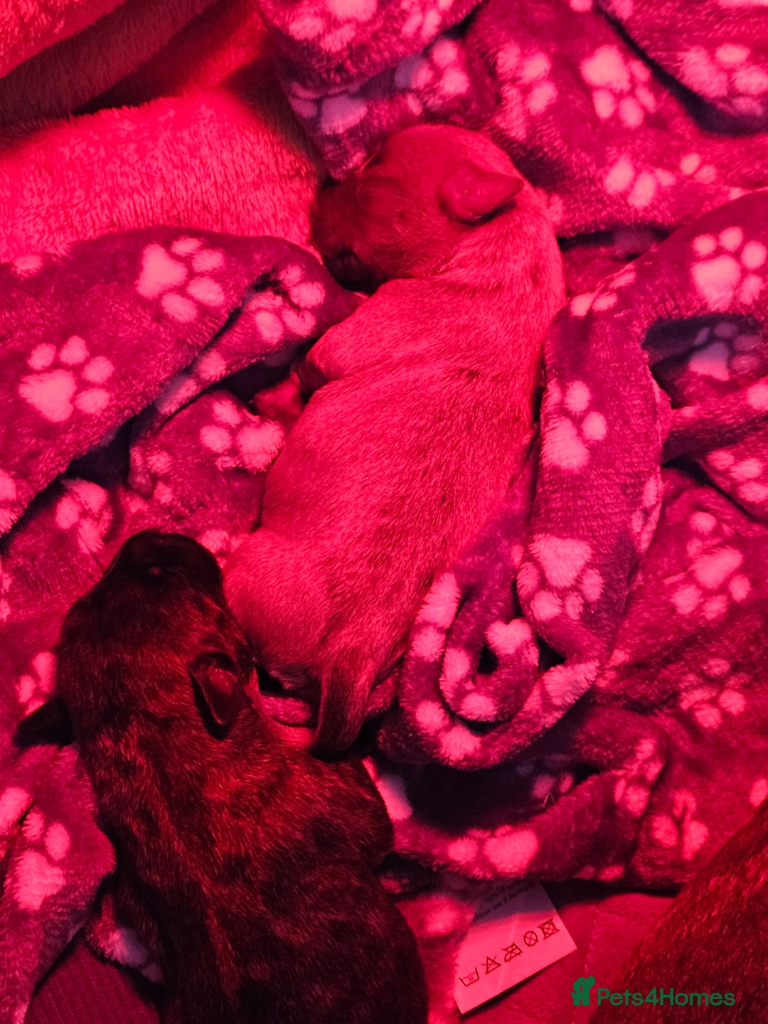 Staffordshire Bull Terrier dogs for sale: Staffy pups - Image 4