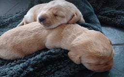 Labrador Retriever dogs for sale: 3 Puppies Available 🐶🐶🐶  - Image 10
