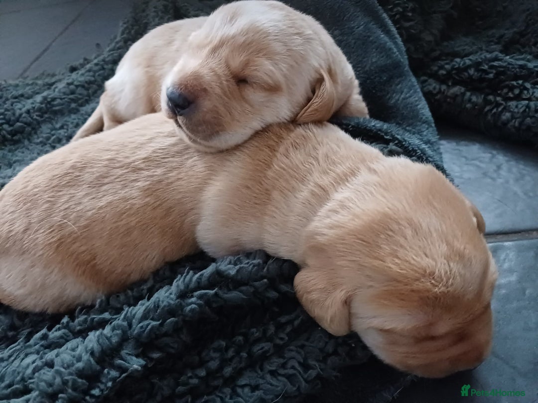 Labrador Retriever dogs for sale: 3 Puppies Available 🐶🐶🐶  - Image 10