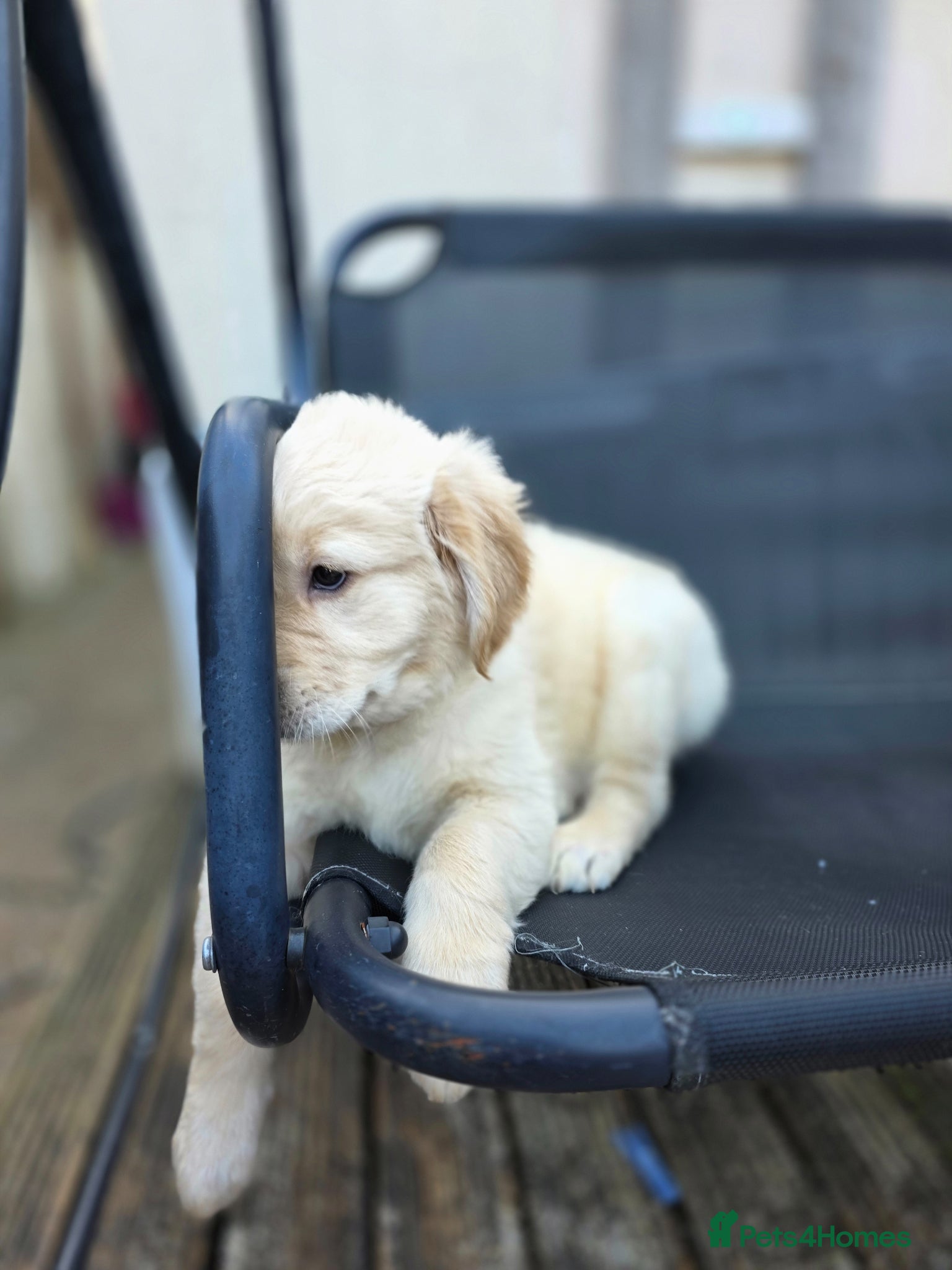 Golden Retriever dogs Golden retrievers pure breed. - Advert 1