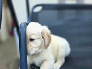 Golden Retriever dogs Golden retrievers pure breed. - Advert 1