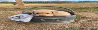 Labrador Retriever 1