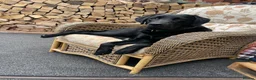 Labrador Retriever dogs for sale: Black KC Registered Male Labrador 11 months Old - Advert 4
