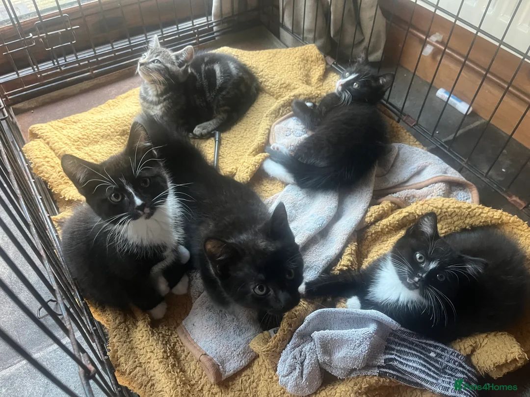 Mixed Breed cats for sale: Kittens  - Advert 1