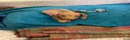 Miniature Dachshund dogs for sale: Miniature dachshund  - Advert 1