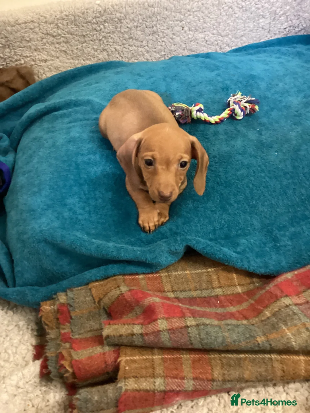 Miniature Dachshund dogs for sale: Miniature dachshund  - Advert 1