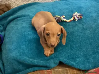 Miniature Dachshund dogs Miniature dachshund - Advert 10