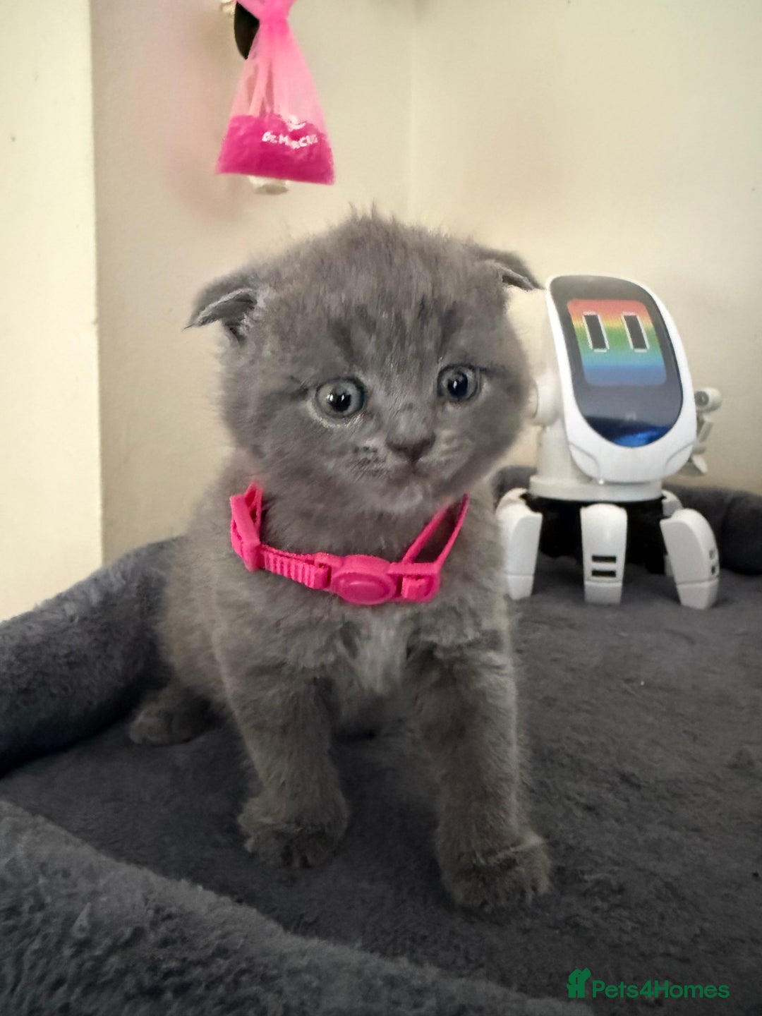 Scottish Fold cats for sale: Scottish fold - Image 3