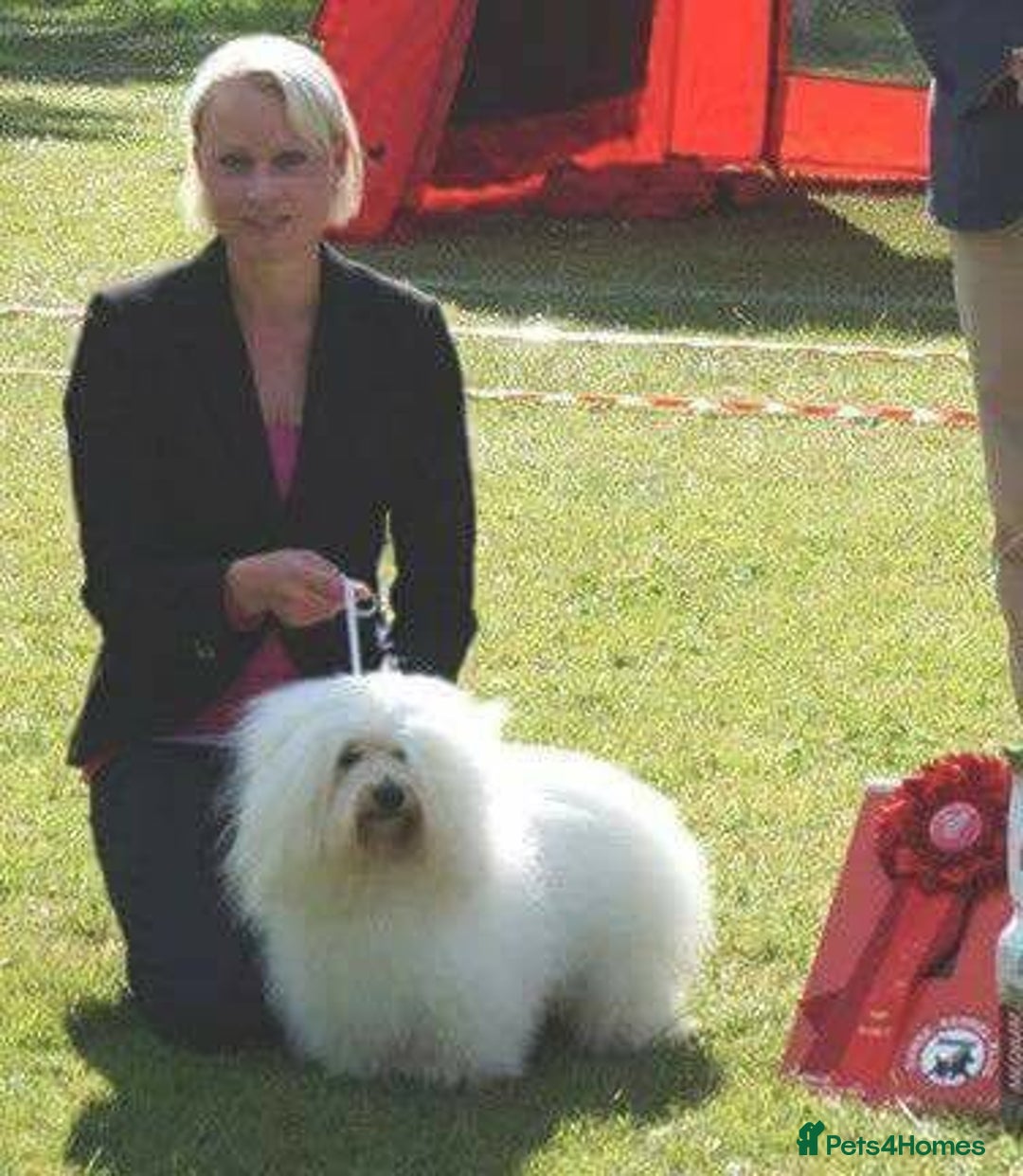 Coton De Tulear dogs for sale: K.C reg Coton de Tulear Puppies inc. World Champio - Advert 13