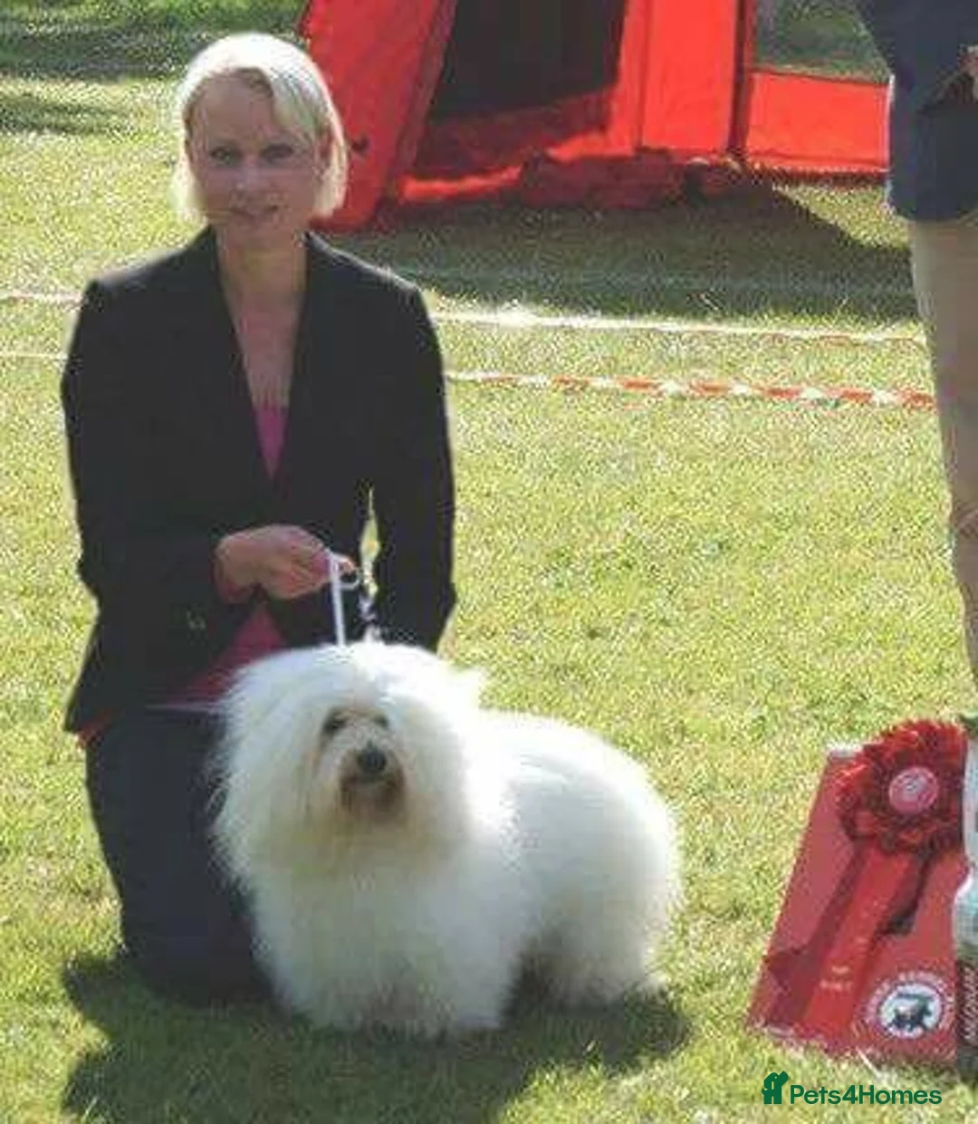 Coton De Tulear dogs for sale: K.C reg Coton de Tulear Puppies inc World Champion - Advert 32