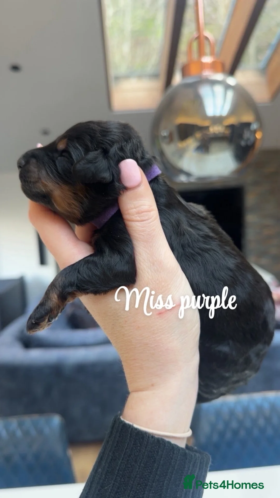 Bernedoodle dogs for sale: Merle, Black & Tan Mini Outstanding Bernedoodles - Advert 14