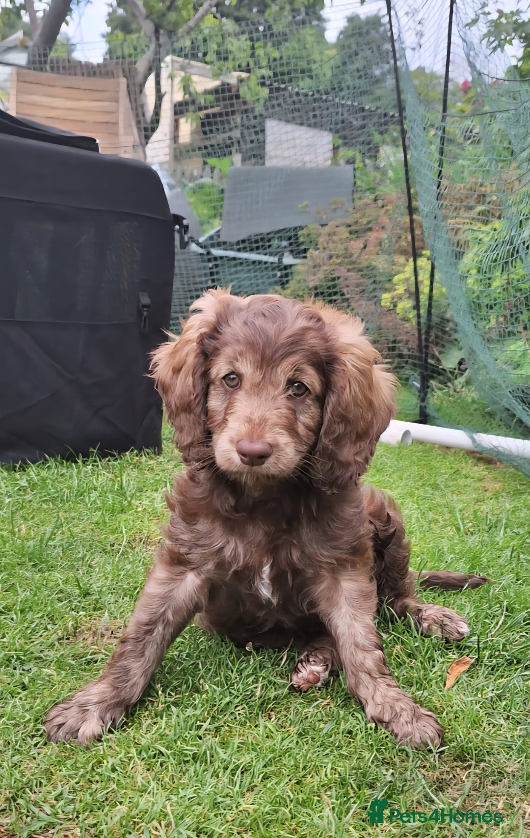 Cavapoo dogs for sale: F1b Standard Cavapoo, 3 remaining ready to leave in Watchet - Image 9
