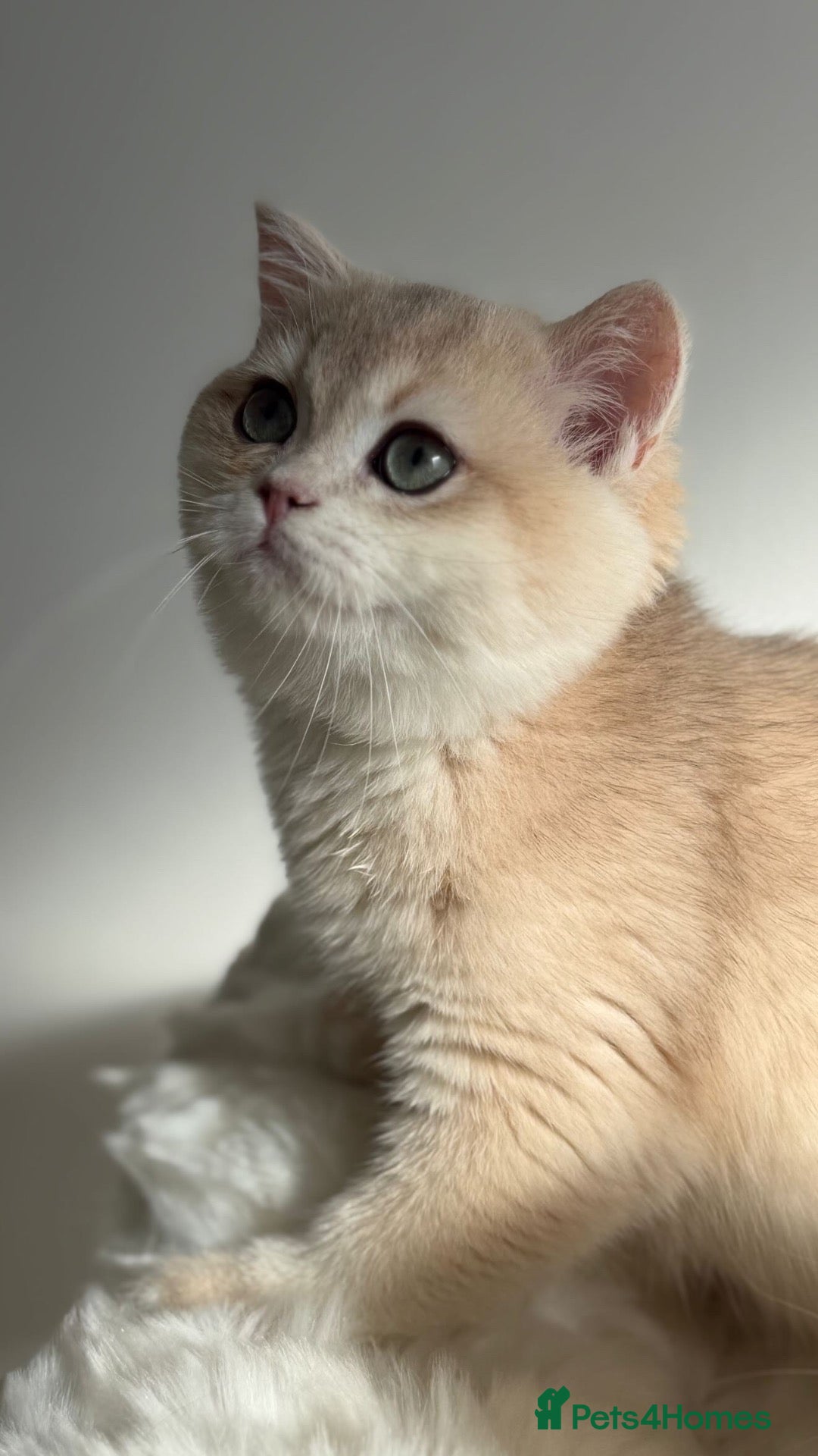 British Shorthair cats Luxury British Shorthair Lilac kitten - Advert 2