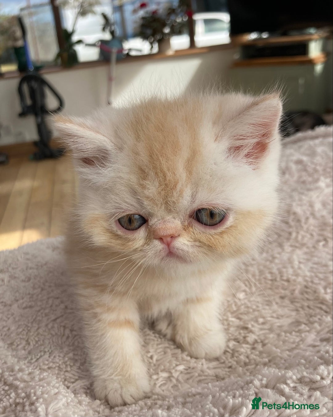 Exotic cats for sale: Exotic pedigree kittens  - Image 8