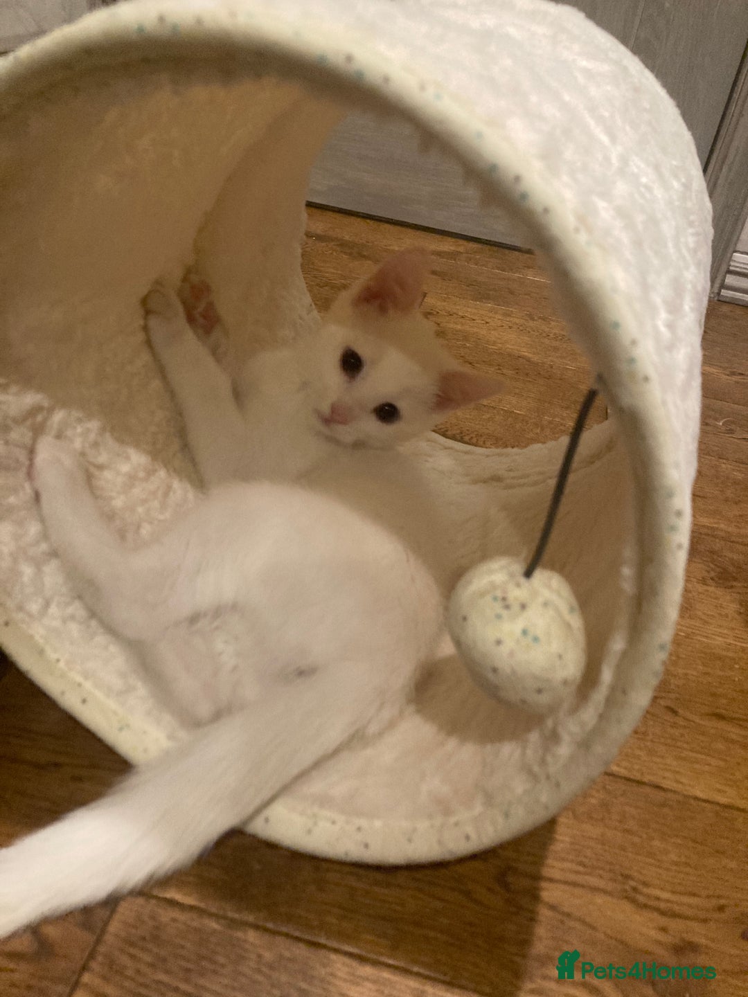 Turkish Van cats for sale: Gorgeous Turkish Van Kittens - Advert 25