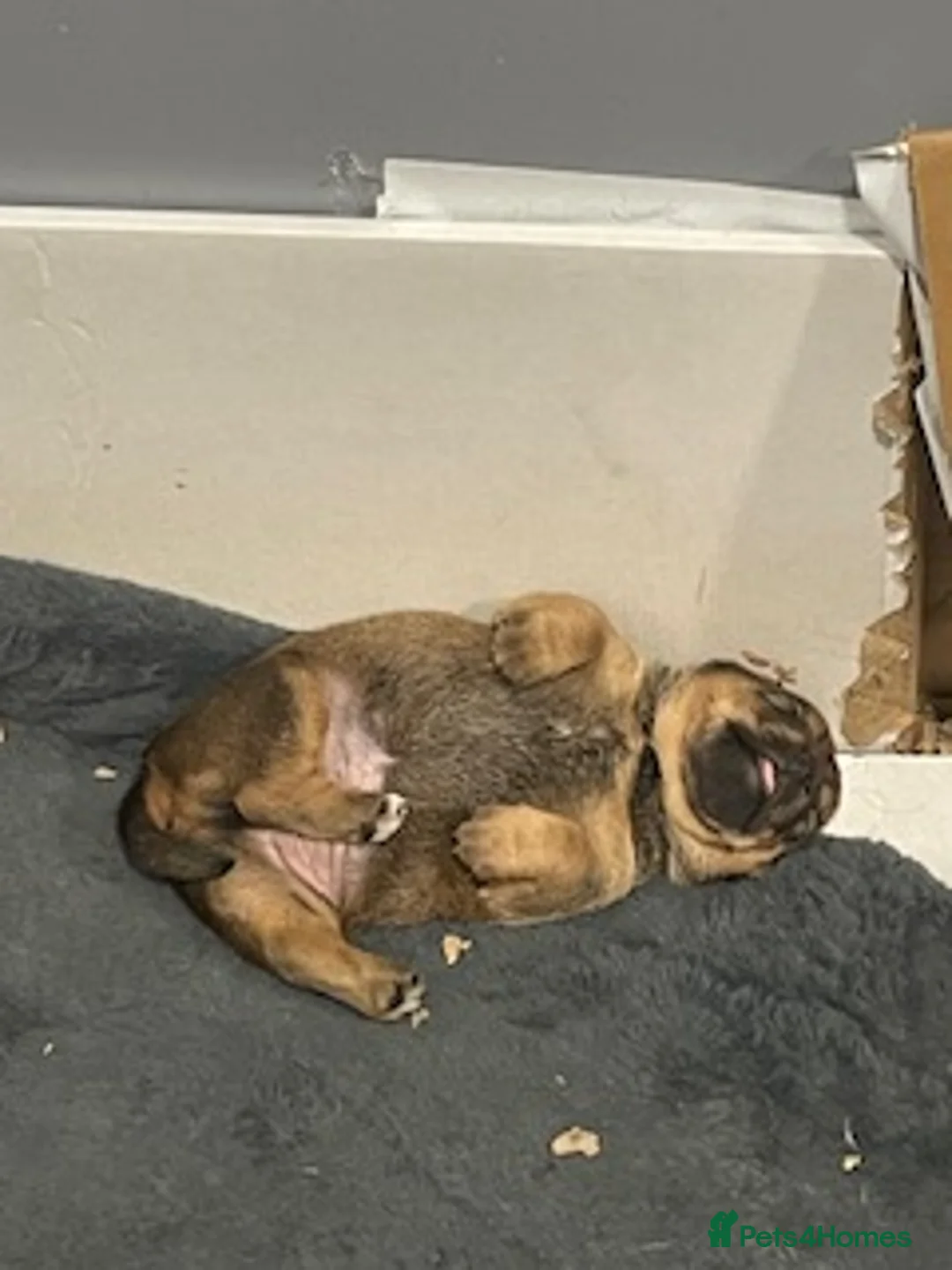 Mixed Breed dogs for sale: Patterdale terrier x Lakeland terrier  in Glasgow - Advert 1