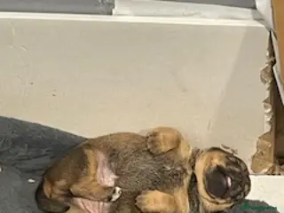 Mixed Breed dogs Patterdale terrier x Lakeland terrier - Advert 16