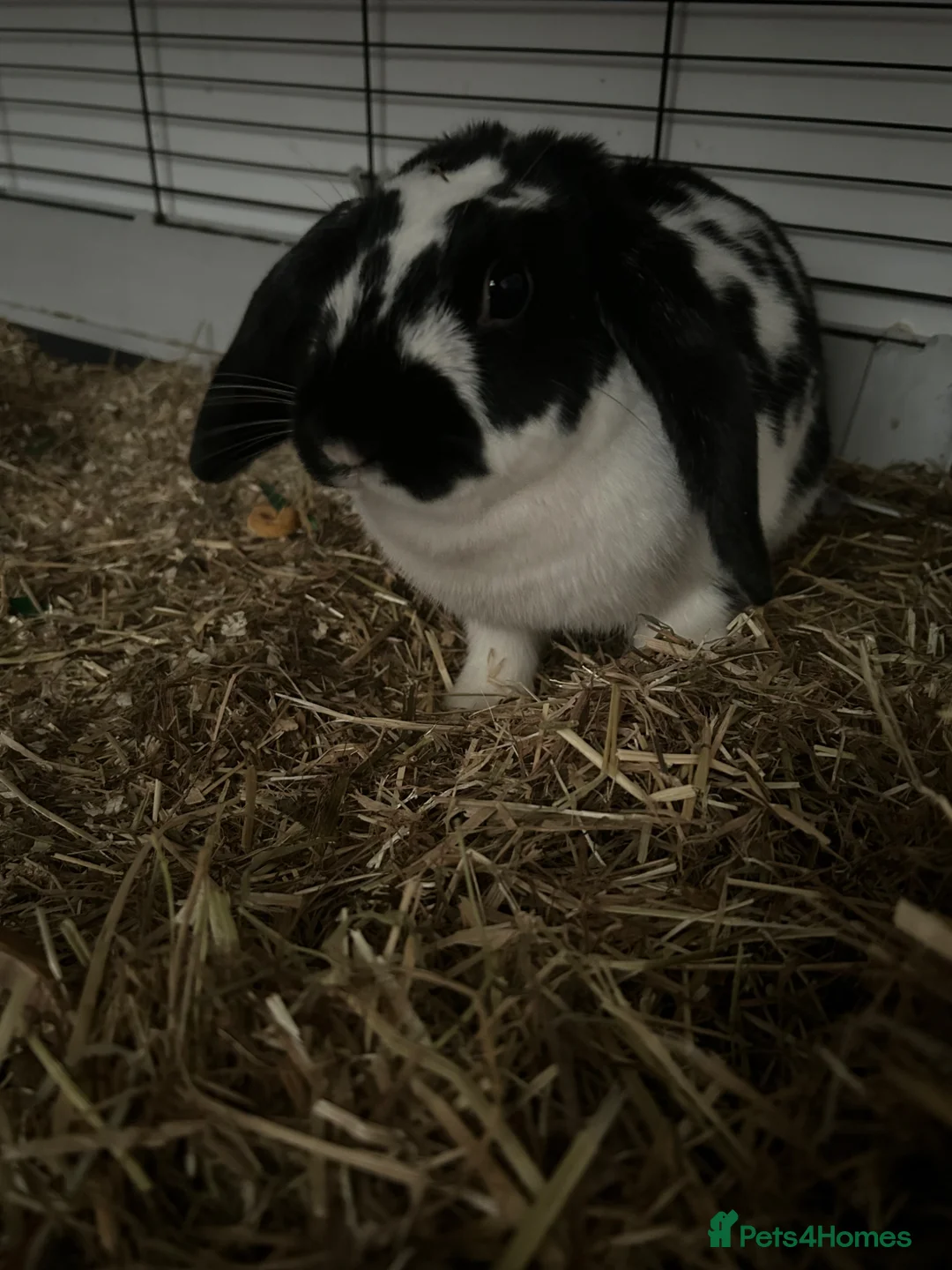 Mini Lop rabbits for sale: X2 lop rabbits and set up  - Advert 8