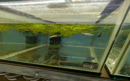 Bettas fish for sale: Tropical fish,betta samurai,angels,kribs,bn plecos - Image 10