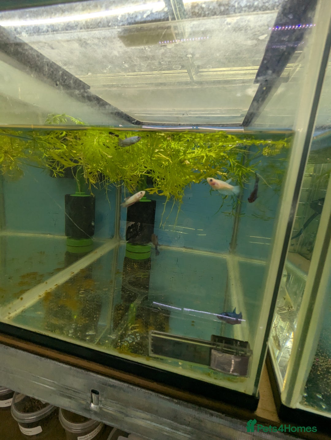 Bettas fish for sale: Tropical fish,betta samurai,angels,kribs,bn plecos - Image 10