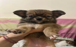 Chihuahua dogs for sale: 5 teacup chihuahua puppies - Image 7