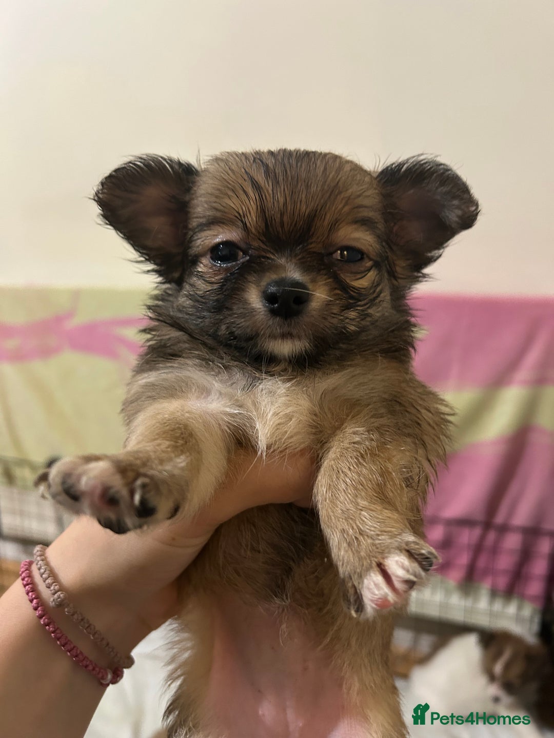Chihuahua dogs for sale: 5 teacup chihuahua puppies - Image 7
