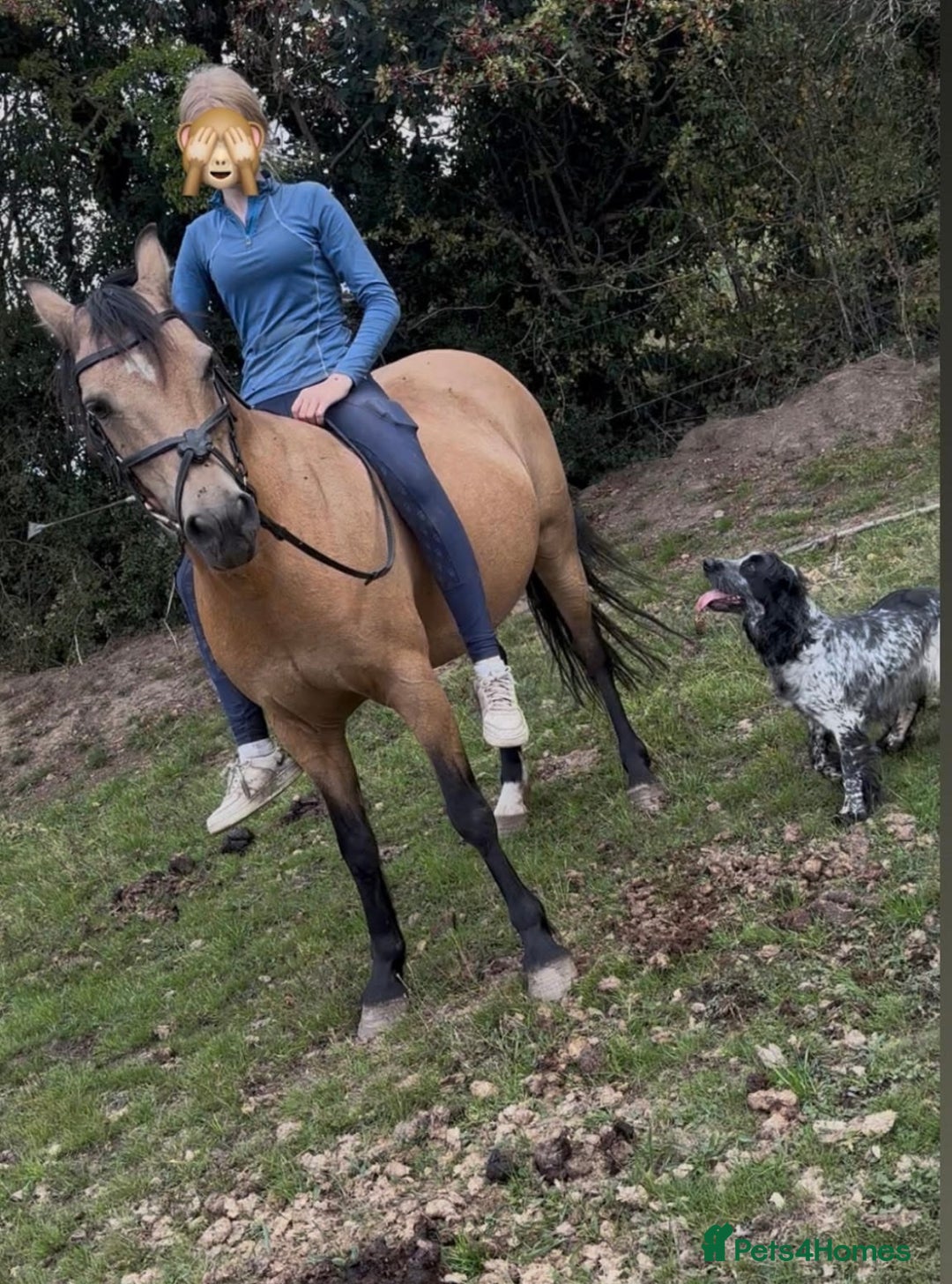 Cockapoo dogs for sale: Cockapoos looking for forever homes - Advert 35