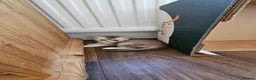 British Shorthair cats for sale: Gorgeous BSH Kittens Looking for Loving Homes! - Advert 4