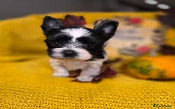 Biewer Terrier dogs for sale: Pure breed Biewer Terrier puppies 4 Generation  - Advert 8