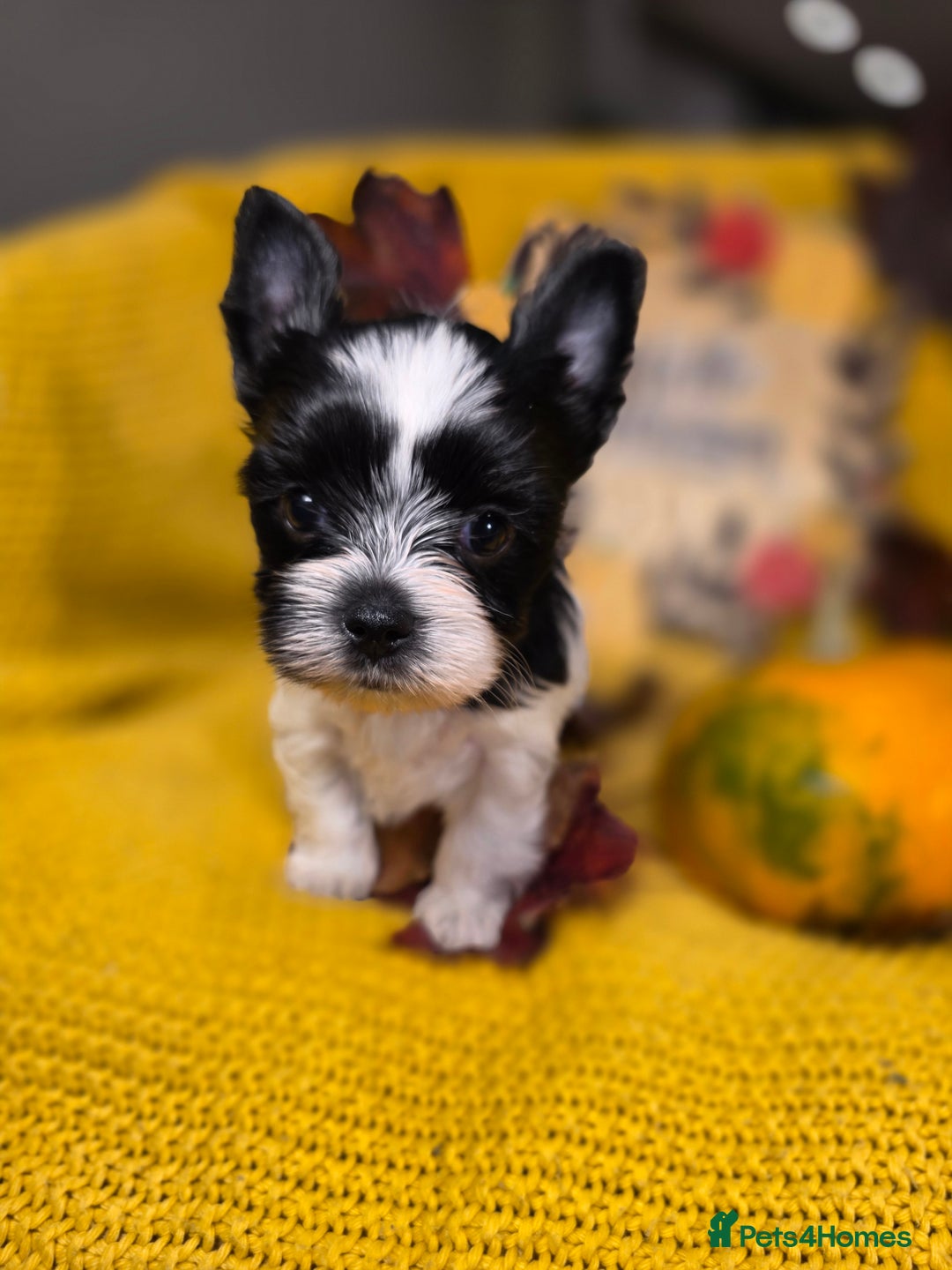 Biewer Terrier dogs for sale: Pure breed Biewer Terrier puppies 4 Generation  - Advert 8