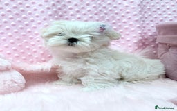 Maltese dogs for sale: 💎 KC Korean Maltese Girls 💎 DNA tested parents. in Leven - Image 13