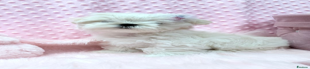 Maltese Puppy 3