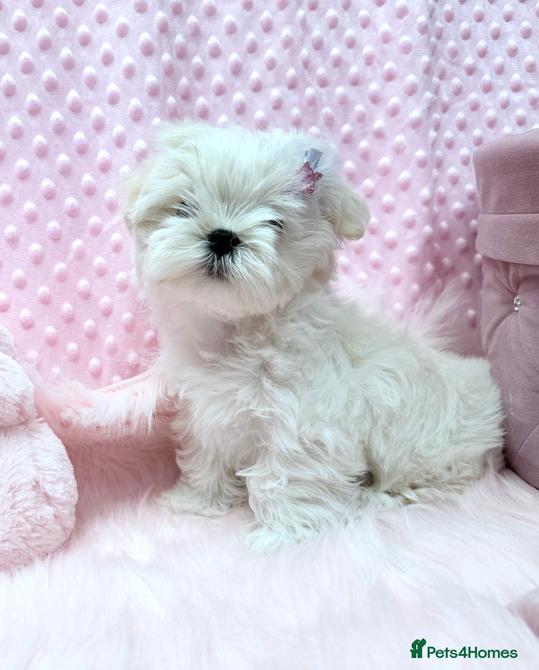 Maltese dogs for sale: 💎 KC Korean Maltese Girls 💎 DNA tested parents. in Leven - Image 13