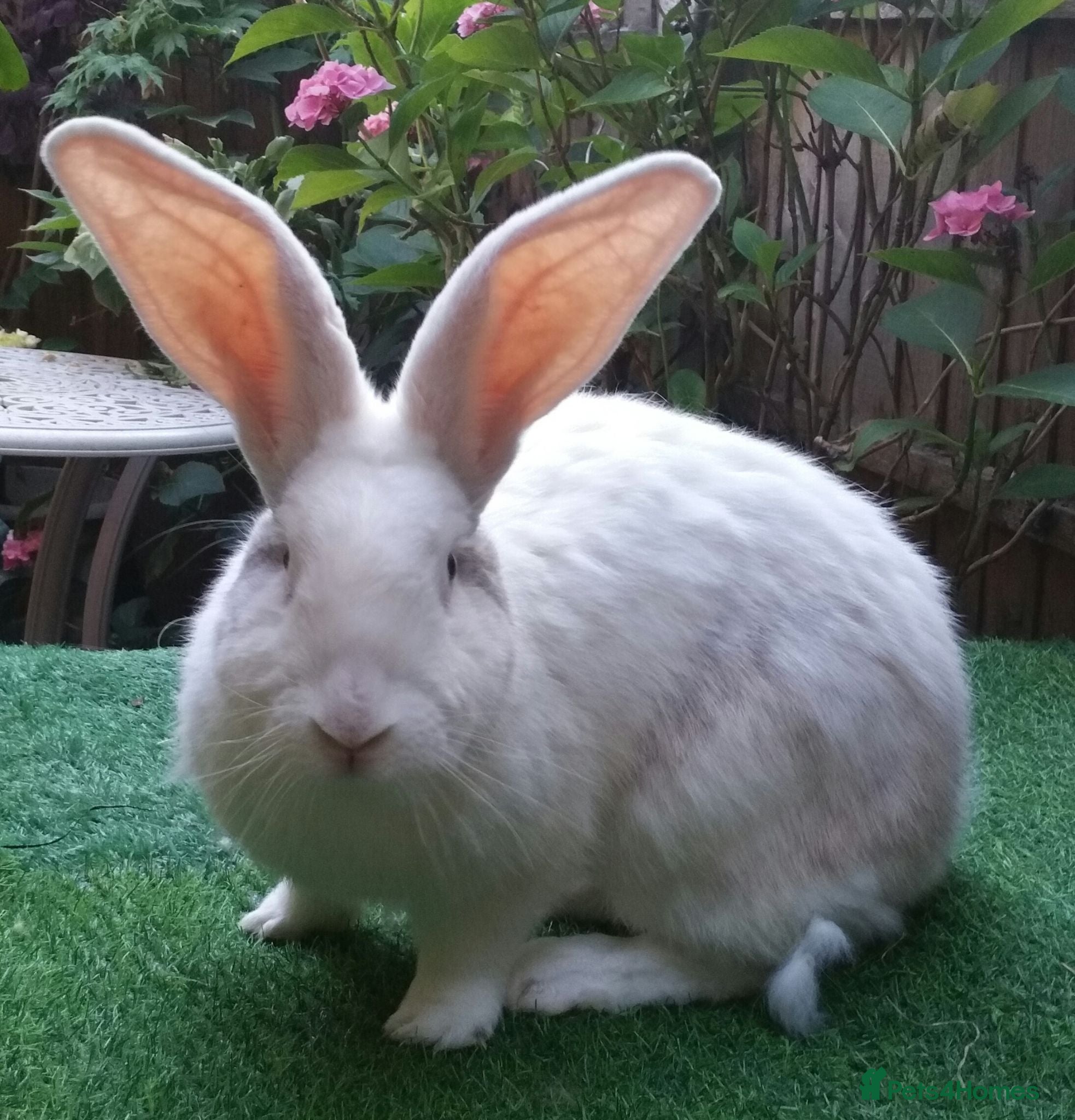Continental Giant rabbits Super Stars  Stud Service -Beautiful PROVEN Bucks  - Advert 13