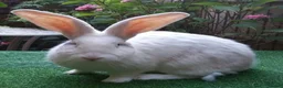 Continental Giant rabbits for sale: Super Stars  Stud Service -Beautiful PROVEN Bucks  - Advert 1