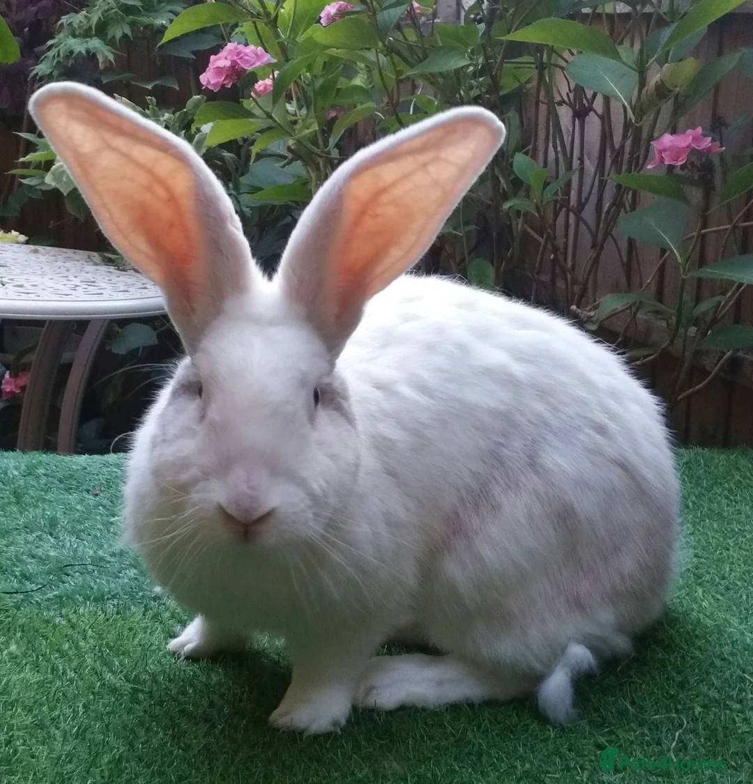 Continental Giant rabbits for sale: Super Stars  Stud Service -Beautiful PROVEN Bucks  - Advert 1