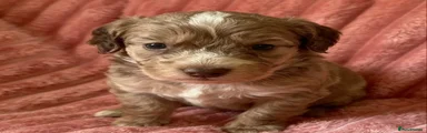 Cockapoo 1