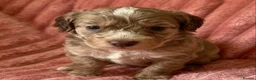 Cockapoo dogs for sale: F1 Cockapoo puppies - Advert 6