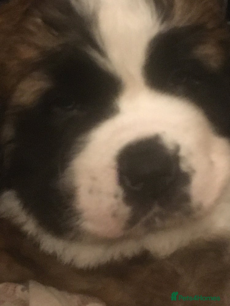 Saint Bernard dogs Health-tested line established 1990s. - Advert 2