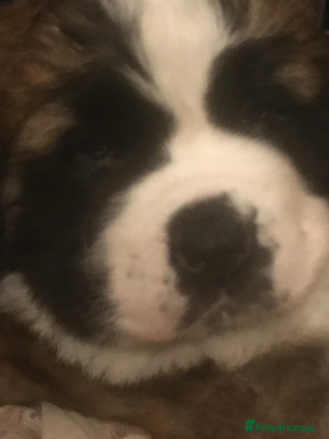 Saint Bernard dogs for sale: Health-tested line established 1990s. - Advert 4