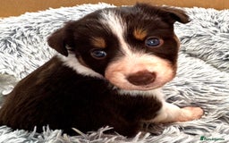 Border Collie dogs for sale: Red & White Tri border collie puppies  - Image 7